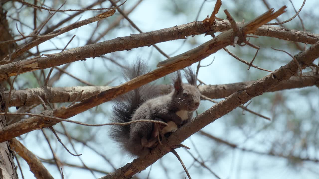 ardilla gris euroasiática de vientre blanco sentada en una rama de pino en el bosque, seúl