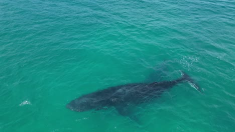 Aerial-orbit-shot-over-Humpback-whales-in-the-Indian-Ocean-of-Western-Australia