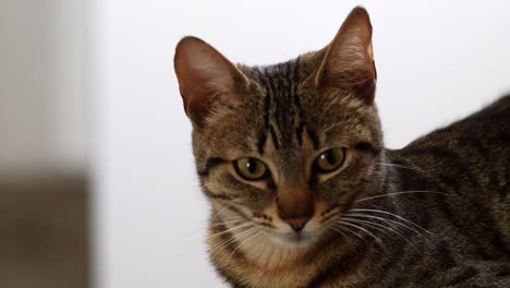 primer plano de un gato europeo de aire corto
