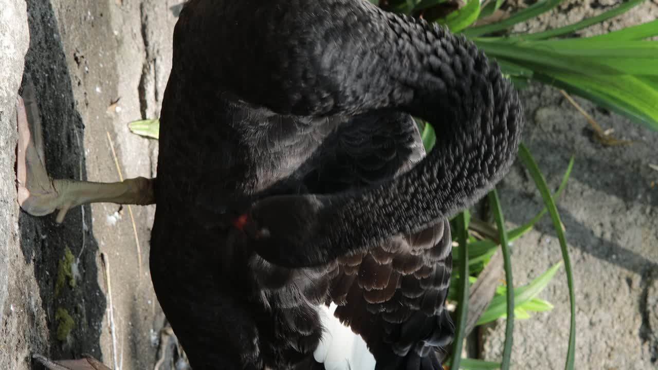 블랙 스완 (black swan)