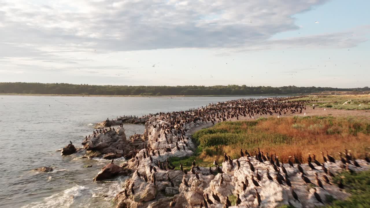 Massive Colony of Cormorants on Rocky Coastline