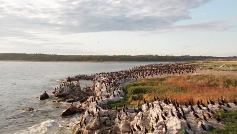 massive colony of cormorants on rocky coastline