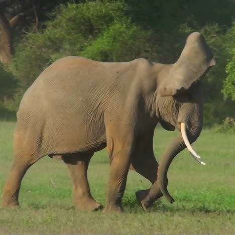 Zwei-Elefanten-Kämpfen-In-Den-Ebenen-Afrikas