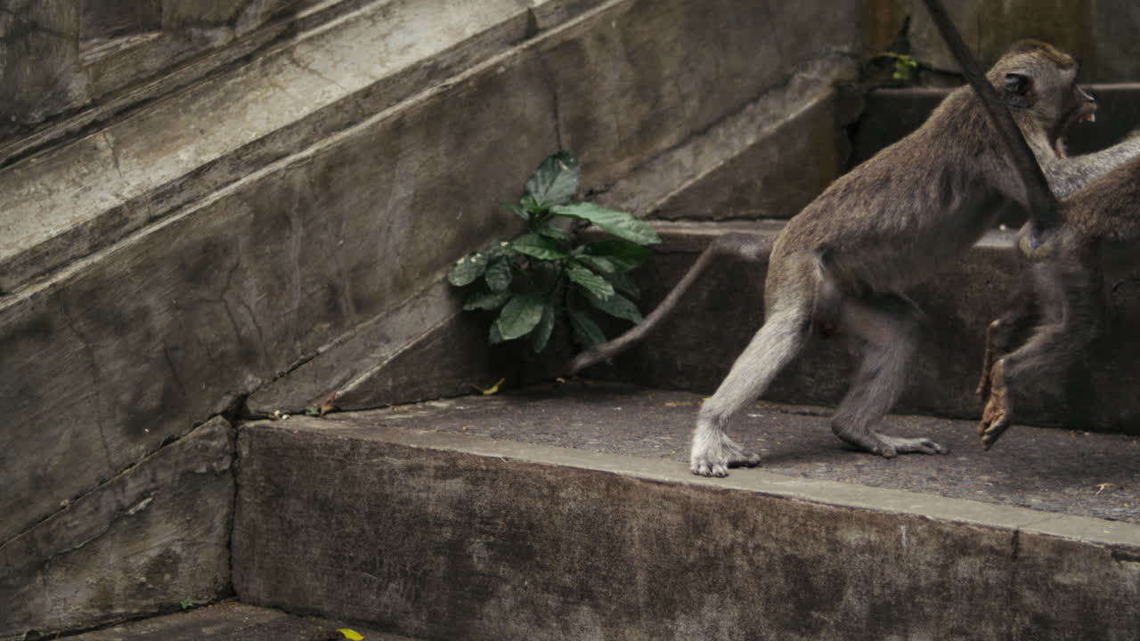 Monkeys walking along temple steps in Indonesia slow motion