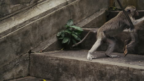 monkeys walking along temple steps in indonesia slow motion