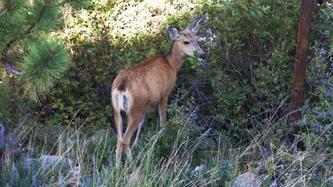 Maultierhirsch-Zieht-Einen-Ast-Aus-Einem-Busch-Und-Frisst-Ihn