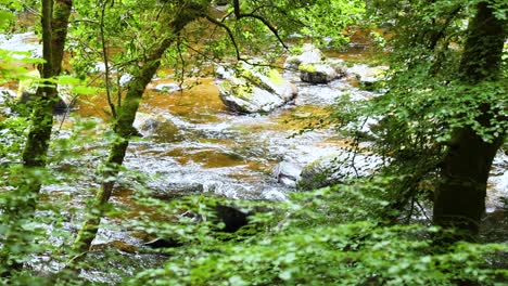 stream flowing through lush green forest