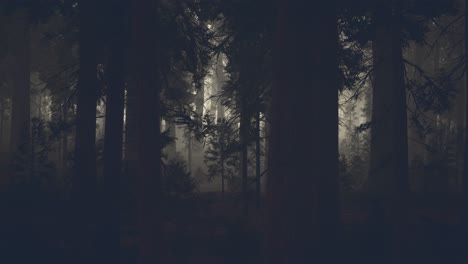 black tree trunk in a dark pine tree forest