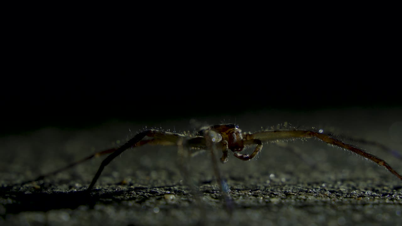 Spiders come out at night