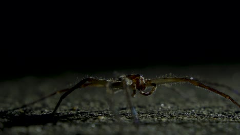 spiders come out at night
