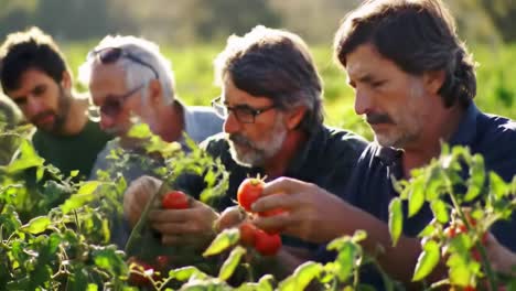 dedicated farmers harvesting fresh organic tomatoes in a lush green field, showcasing their care and passion for sustainable agriculture practices