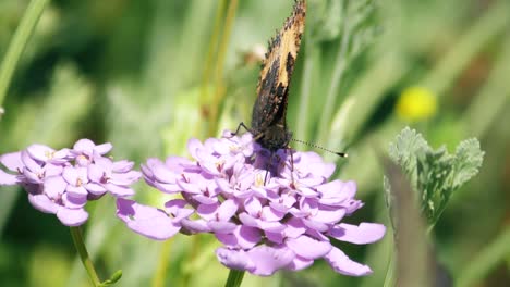 frente a la vista de la mariposa de la dama pintada alimentándose de una flor colocando su probóscide dentro