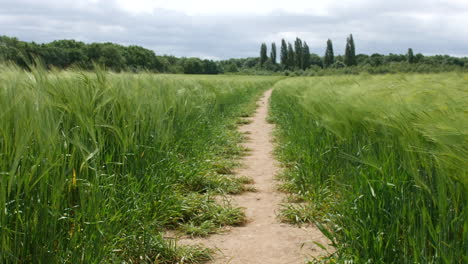 a narrow dirt path cutting through a lush barley corn field, flanked by tall green stalks swaying in the breeze