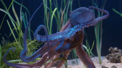 octopus movement in aquarium