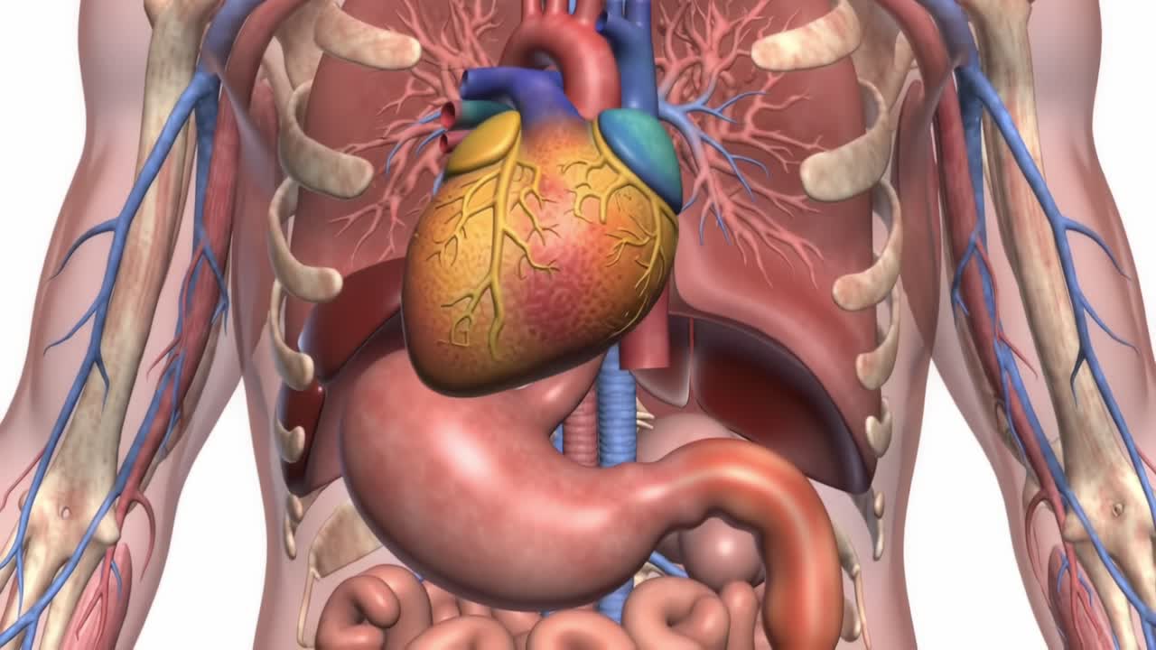 Detailed Anatomical Illustration of Human Thoracic and Abdominal Organs, Featuring Heart, Stomach, and Digestive System with Blood Vessels and Skeleton Framework