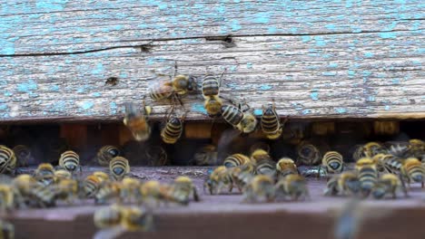 Bienen-Am-Eingang-Des-Bienenstocks-An-Einem-Sonnigen-Tag