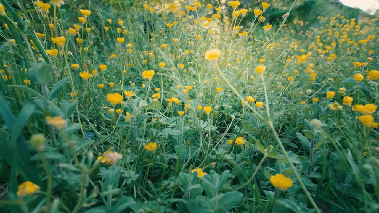 Rigelige gule vilde blomster vokser på en frodig grøn eng under skarpt forårslys i Frankrig. Lav vinkel.