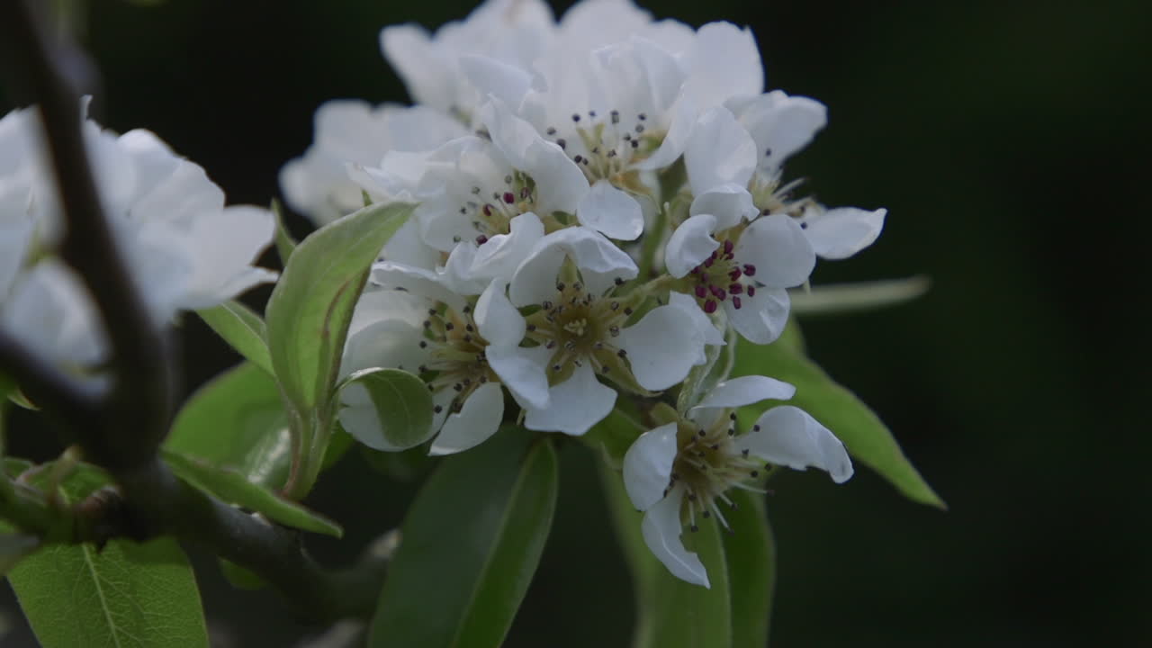 peral floreciendo con flores blancas durante la primavera en el noroeste pacífico