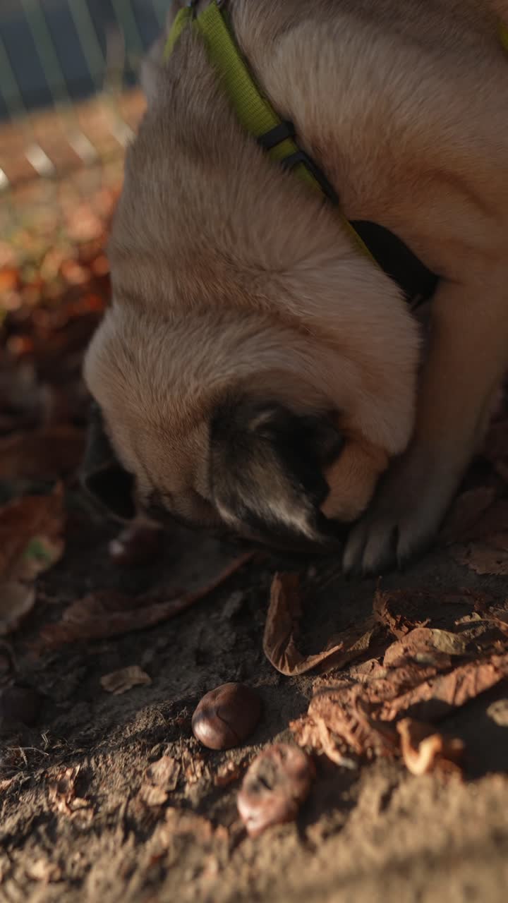 perro pug en busca de castañas en las hojas de otoño