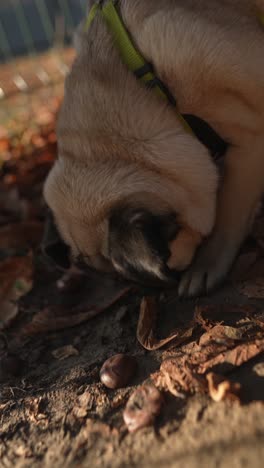 perro pug en busca de castañas en las hojas de otoño