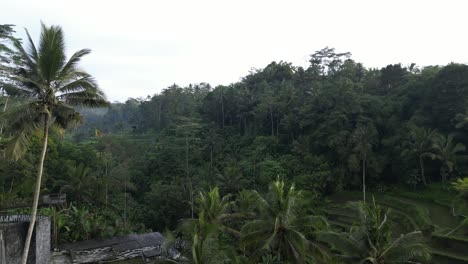 Vistas-Temprano-En-La-Mañana-A-Través-De-La-Terraza-De-Arroz-De-Tegalalang-En-Bali,-Indonesia