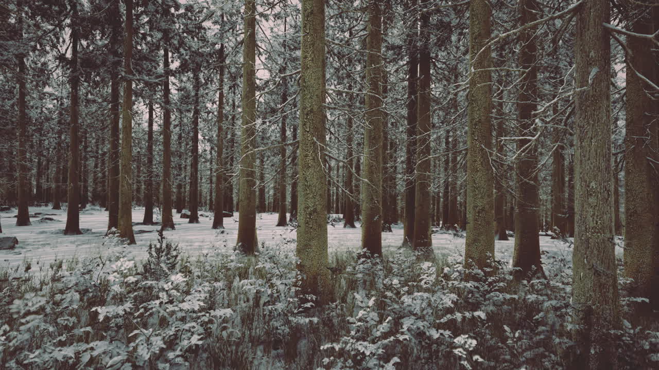 차분한 환경에서 눈으로 인 나무와 땅이 있는 겨울의 숲 풍경