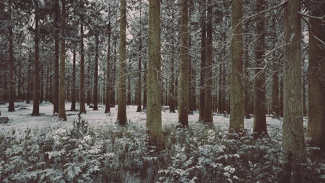 paisaje forestal de invierno con árboles cubiertos de nieve y suelo en un entorno sereno