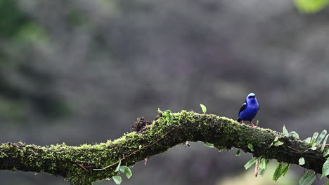 Red-legged-honeycreeper--male-perched