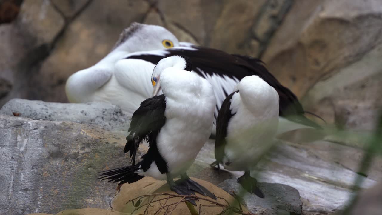두 개의 호주 얼룩말 가마우지, phalacrocorax varius가 나란히 서 있고, 하나는 날개 깃털을 손질하고 손질하고, 다른 하나는 에너지를 보존하기 위해 부리를 등 깃털에 집어넣어 잠을 잔다