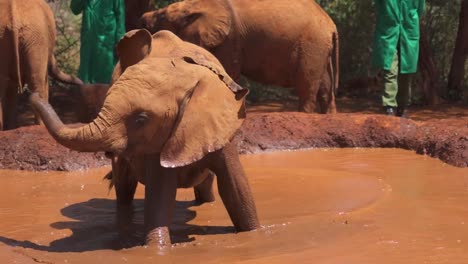 baby elephant swinging trunk and playing in water