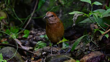 the rusty-naped pitta is a confiding bird found in high elevation mountain forests habitats, there are so many locations in thailand to find this bird