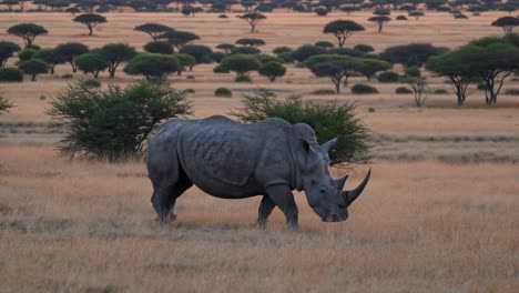 a low-angle video captures a solitary rhino grazing in a vast savannah, with acacia trees dotting
