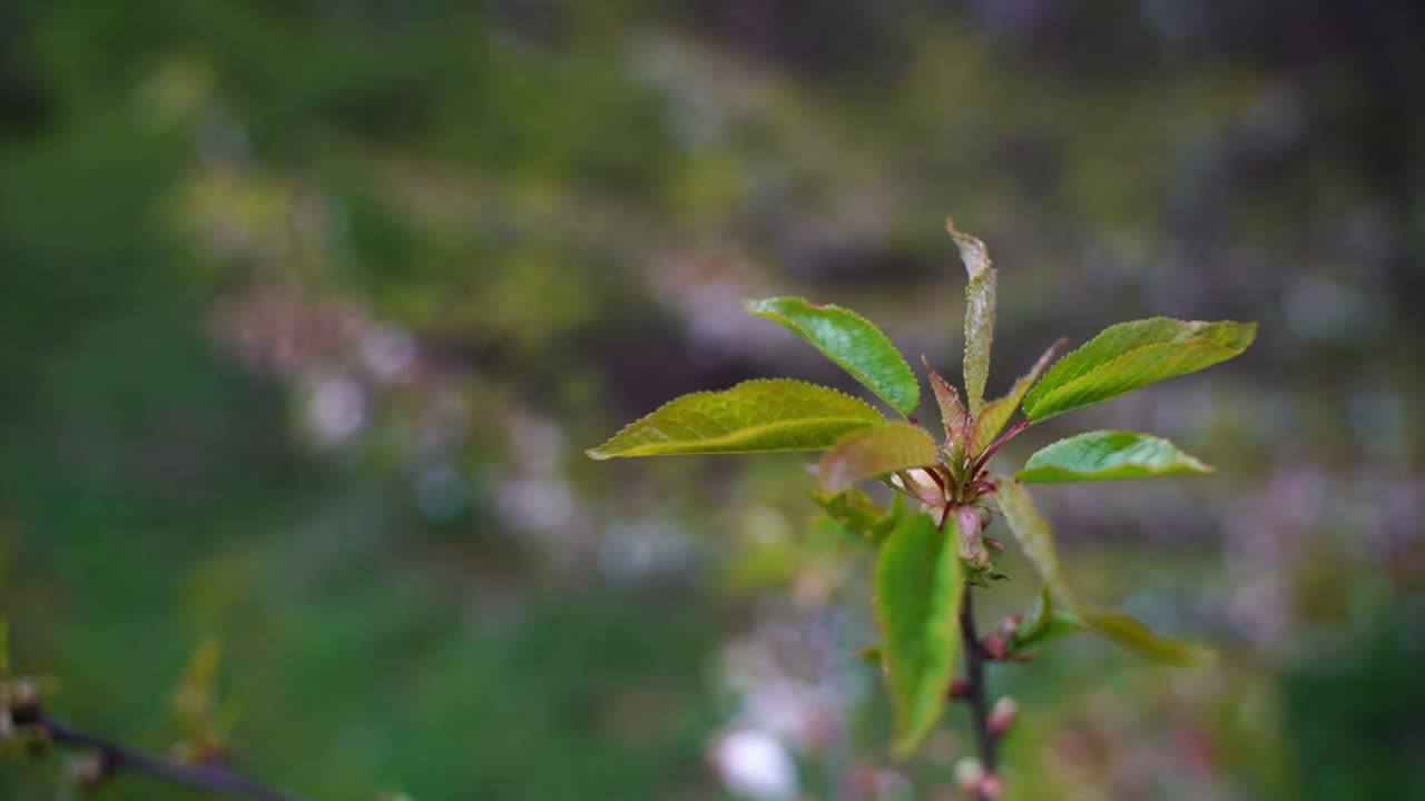 Focus shift from white flowers to pair of green young leaves of a branch with forest in the background
