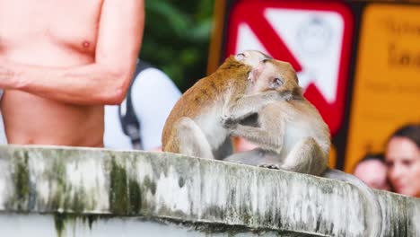 monkeys engage in playful interaction on a ledge