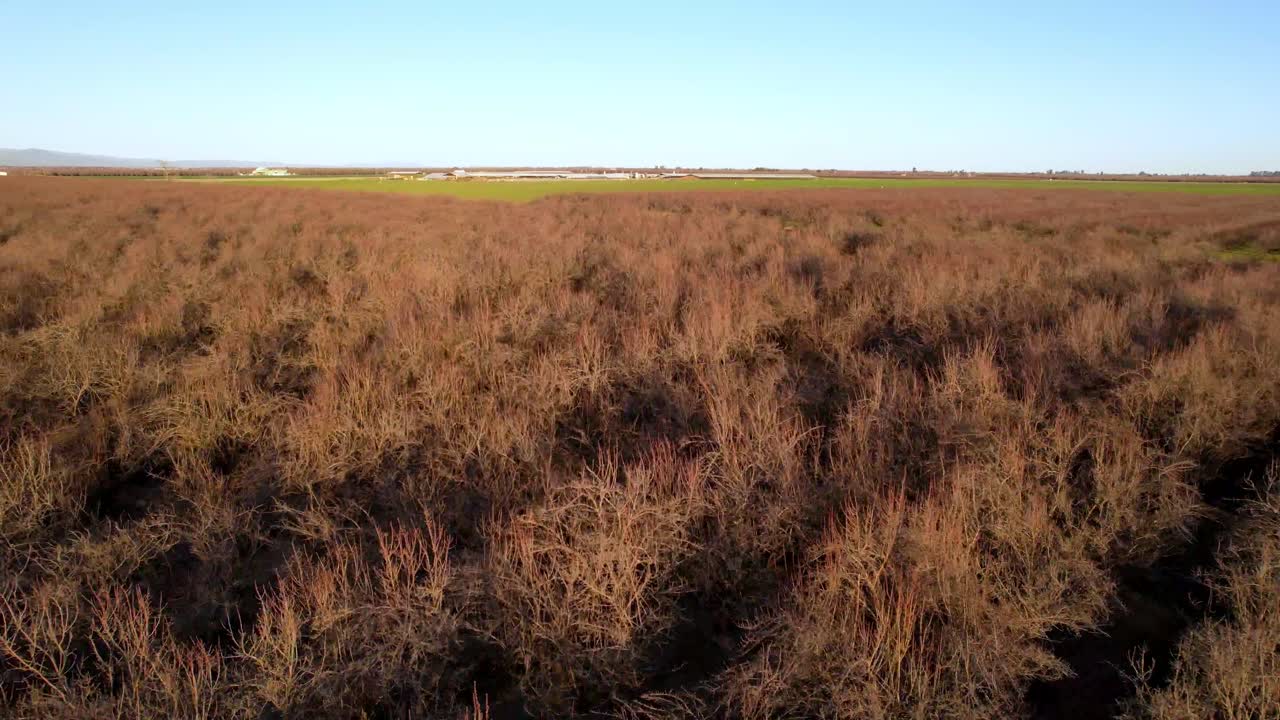 모데스토 캘리포니아 근처 아몬드 나무 숲 나무 꼭대기 공중