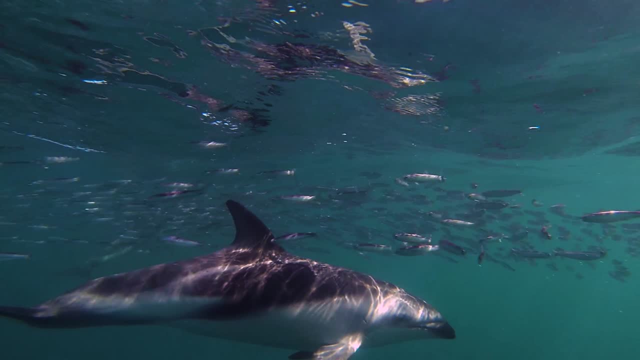 familia de delfines alimentándose bajo la superficie del océano, bajo el agua