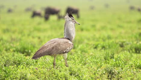 large kori bustard bird close up portrait in serengeti national park, birdlife and african birds in green grass plains in tanzania in africa on wildlife safari