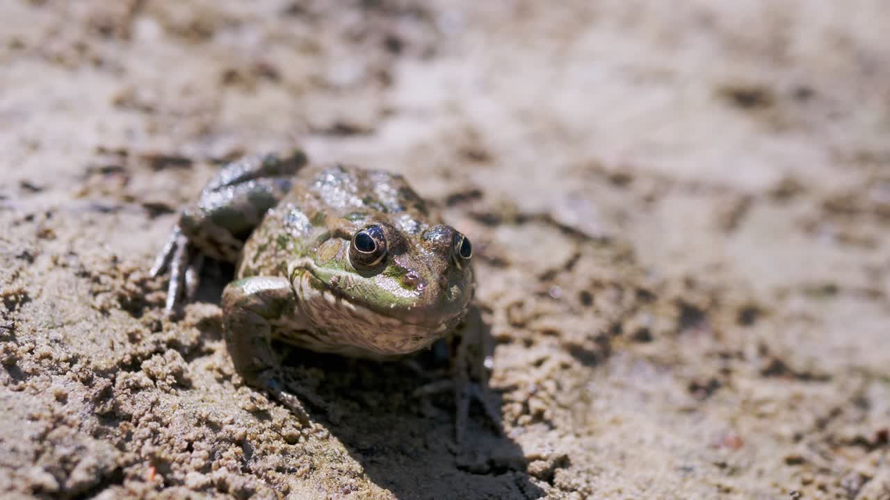 큰 초록색 반점이 있는 이 개구리는 은 모래 위에 앉아 먹이를 기다리고 있다.