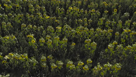 Große-Sonnenblumen-Wachsen-In-Reihen