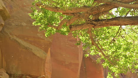 Semillas-De-Chopo-Voladas-De-Un-árbol-Cerca-De-Una-Formación-Rocosa-En-El-Parque-Nacional-Capitol-Reef-En-Utah