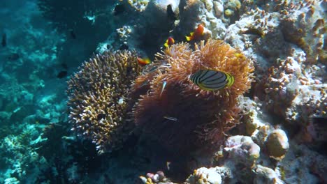 Anemonefish