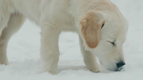 retrato de un enérgico golden retriever cavando en la nieve esponjosa