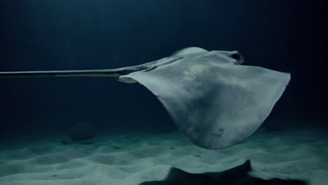 stingray gliding over the ocean floor