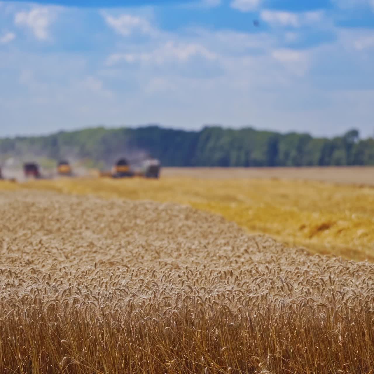 Beautiful wheat field