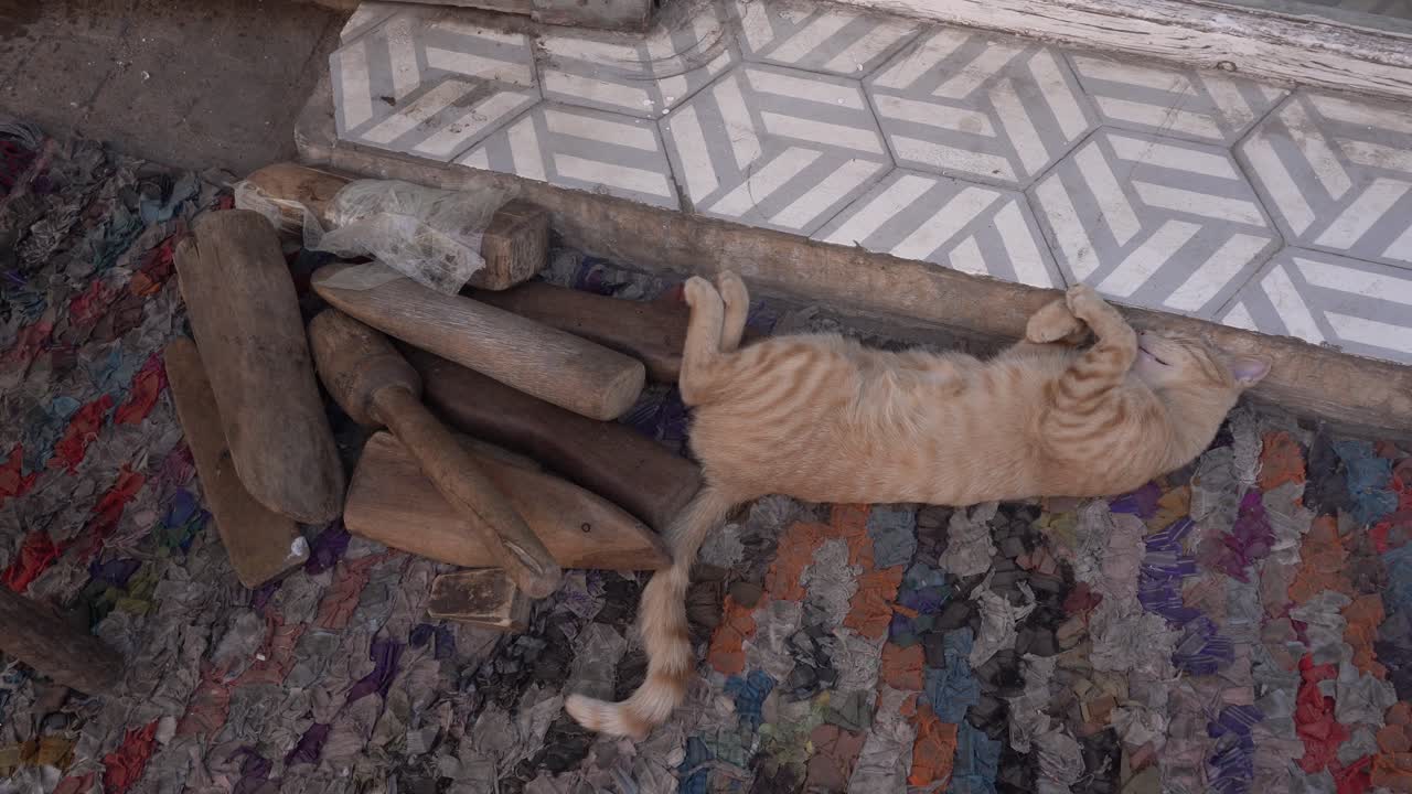 A beautiful caramel cat peacefully sleeping above, adding a lovely splendor to this scene. Around it, pieces of wood, a ceramic step, and a colorful rug