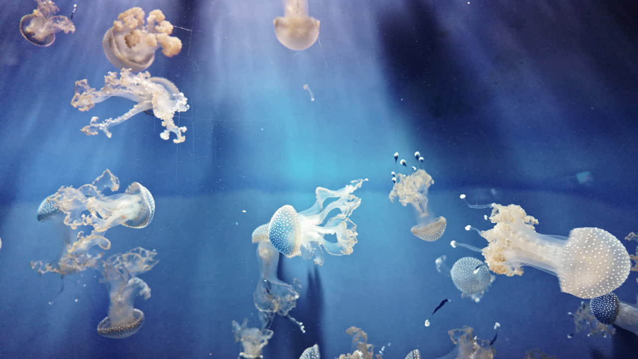 Graceful jellyfish float in blue water, calm mood with soft glowing light rays