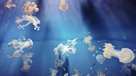 graceful jellyfish float in blue water, calm mood with soft glowing light rays