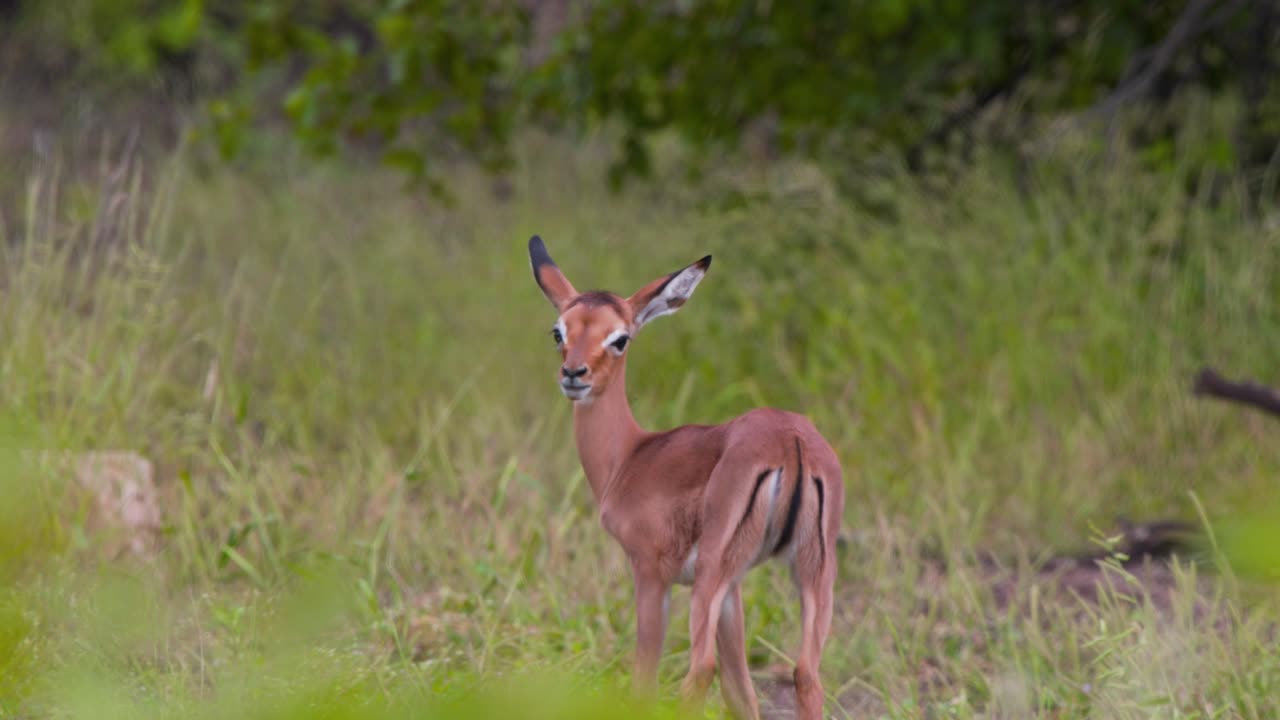adorable ternero de antílope impala de pie solo en la llanura de hierba soplada por el viento