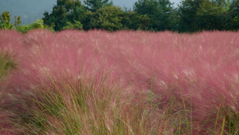 Campo-De-Hierba-Rosa-Muhly-En-Flor