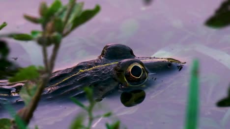 Frosch-Ruht-Auf-Der-Wasseroberfläche-Mit-Kleinen-Wellen,-Augendetail